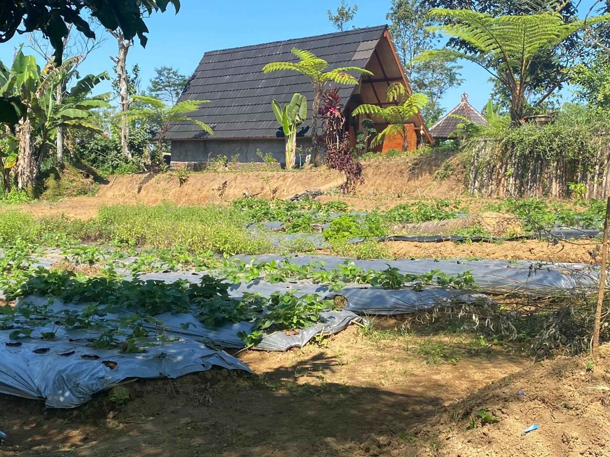 Lembah Cinta Mayungan Baturiti Exterior foto